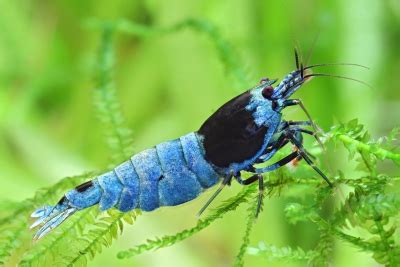 Neocaridina Davidi Bloody Mary Gamba Enana De Agua Dulce Crust Ceo