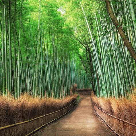 Download Free 100 + bamboo grove wallpaper