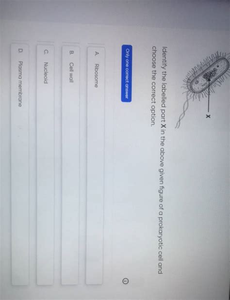 Identify The Labelled Part X In The Above Given Figure Of A Prokaryotic C