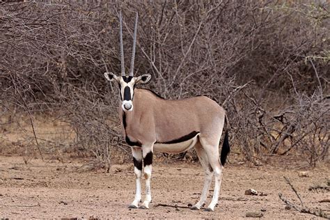 File Common Beisa Oryx Oryx Beisa Beisa Female Wikipedia