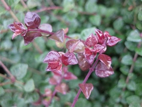 Lonicera Nitida Red Tips Lonicera Ligustrina Red Tips Red Tips