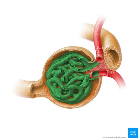 Anatomy Of Glomerulus