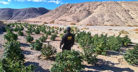 PDI Atacama incautó una tonelada y media de cannabis en el sector