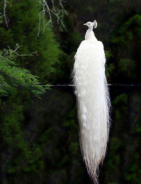 Psbattle A White Peacock R Photoshopbattles