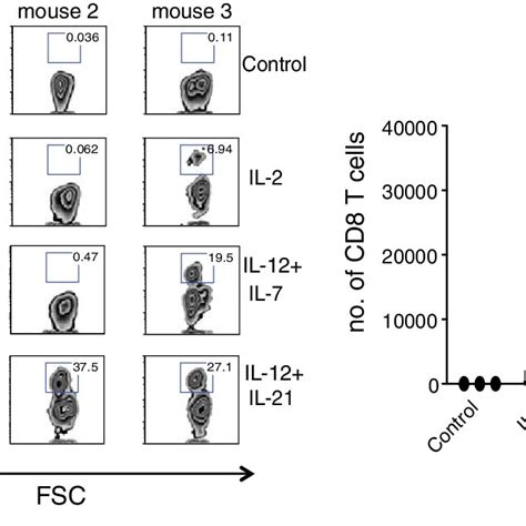 Cd T Cells Cultured With Il And Il Show Enhanced Engraftment In