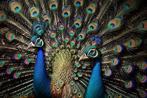 Premium Photo Vibrant Peacock Feathers Showcase Nature Ornate Beauty