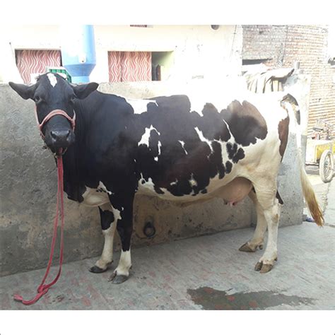 Black And White Hf Jersey Cow At Best Price In Karnal Khalsa Dairy Farm