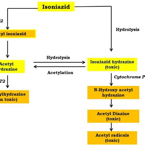 Pathway Of Inh Metabolism Inh Is Metabolized To Acetyl Isoniazid And