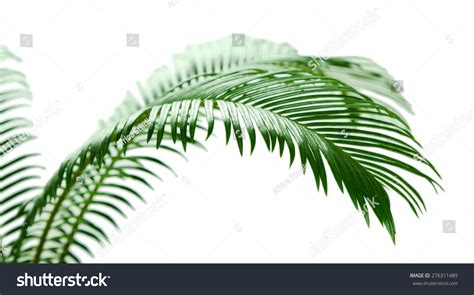 Green Palm Branches On Light Background Stock Photo 276311489