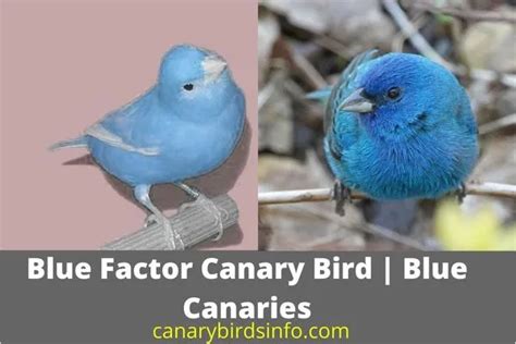 Blue Factor Canary