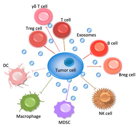 Ncrna Free Full Text Exosomes In Immune Regulation