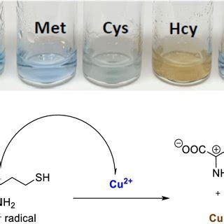 Cu2 + as a selective oxidant of Hcy. Conditions: solutions heated at... | Download Scientific ...