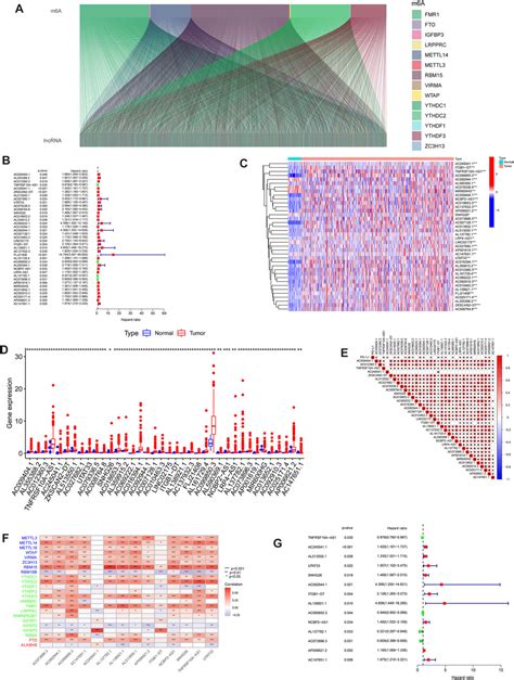 Frontiers Constructing A Novel Signature And Predicting The Immune