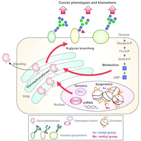 Overview Of The Mechanisms Regulating The Synthesis Of N Glycan