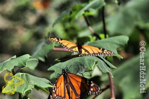 Michoacán Adiós Al Mal Clima Ven Y Disfruta De Los Últimos Días De