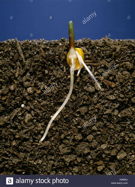 Corn Seed Germinating Stock Photos And Corn Seed Germinating Stock Images