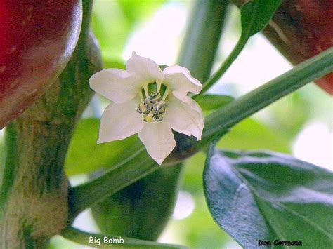 Hot Pepper Capsicum Annuum Big Bomb In The Peppers Database