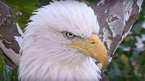 Nd Leef To Debut New In Nest” Eagle Cam News Notre Dame News