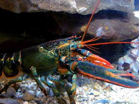 Rare blue lobster discovered by restaurant employees making debut at ...