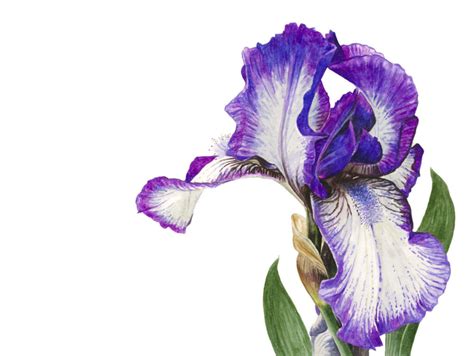 Iris Arctic Fancy Single Nature Studio