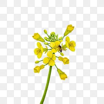 Mustard Flower Png