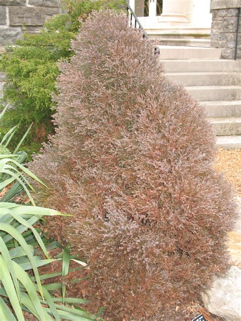 Online Plant Guide Chamaecyparis Thyoides Heatherbun Atlantic