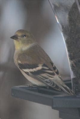 American Goldfinch Winter Plumage Non-Breeding