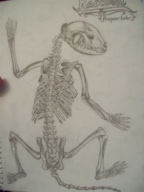 Raccoon Anatomy by Possum-luver on deviantART