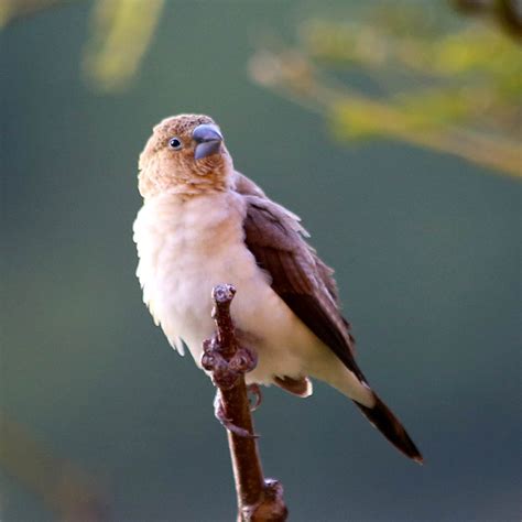 Hawaiʻi Birding Trails | African silverbill