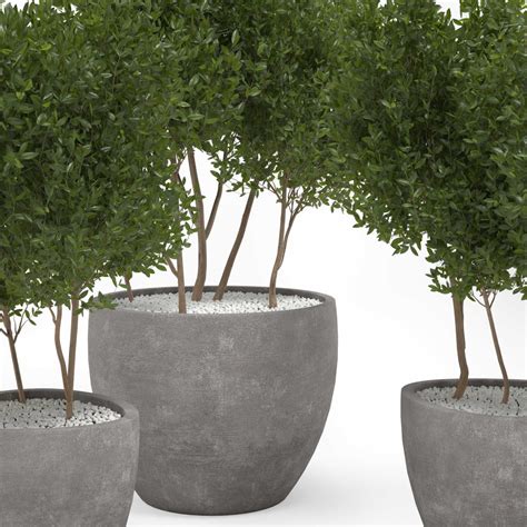 Outdoor Plants Tree In Concrete Pot 001 3D Model For Corona