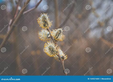 Blooming Willow Branch Beautiful Pussy Willow Flowers Stock Photo