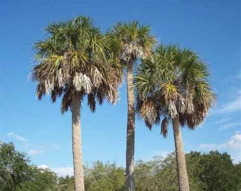 Types Of Palm Trees With Identification Guide Pictures Name