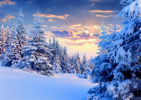 Pine Tree Background 59 Pictures Wallpaperset
