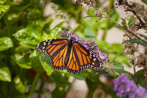 Butterfly Plants For Sale | Pollinator Garden Plants – tagged "Zone 7
