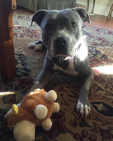 Pitbull Stuffed Animals - Pitbull Dog