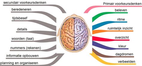 Hersenhelften Beelddenken Elessons4you