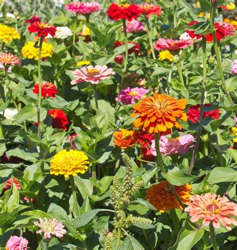 How To Grow Zinnias From Seeds West Coast Seeds