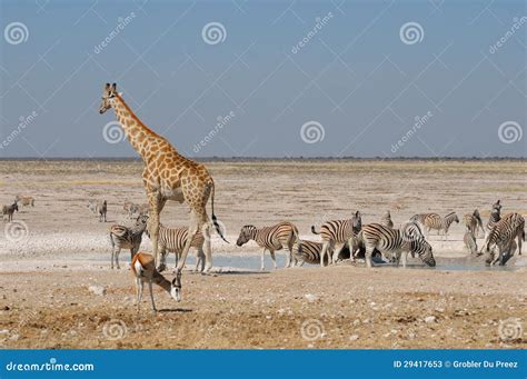 Jirafa, gacela y cebras imagen de archivo. Imagen de africano - 29417653