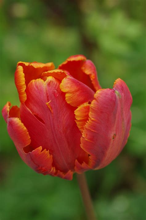 Fotos Gratis Naturaleza Flor P Talo Florecer Tulip N Rojo