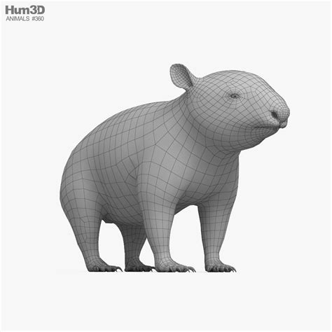 Wombat CAD 3D model - Animals on Hum3D