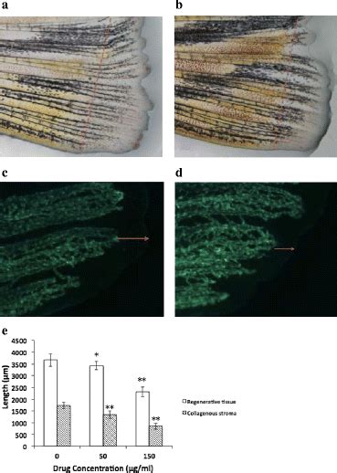 Antiangiogenic Effect Of Oridonin In Adult Zebrafish The Average