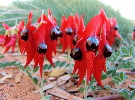 Sturts Desert Pea Ausemade