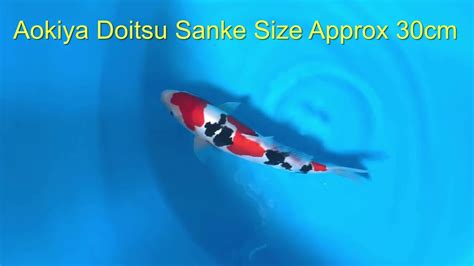 Doitsu Sanke Coastal Koi