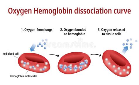 Curva Da Dissociação Da Hemoglobina Do Oxigênio Ilustração Do Vetor