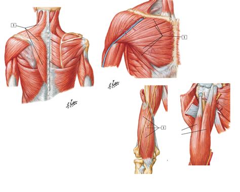 Upper Limb Muscles Diagram Quizlet