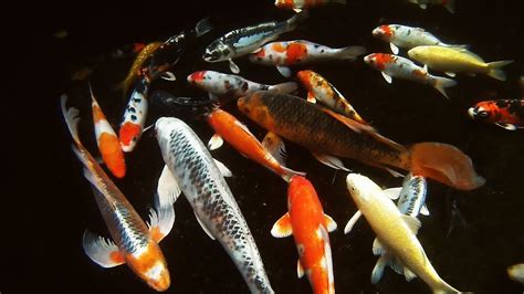 Koi Pond In Winter January 2018 Mild Temperature Today Youtube