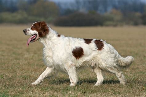 Irish Red and White Setter (IRWS) Info, Puppies, Pictures