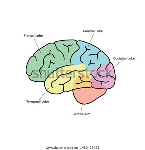 Vector Isolated Illustration Human Brain Anatomy Stok Vektör Telifsiz