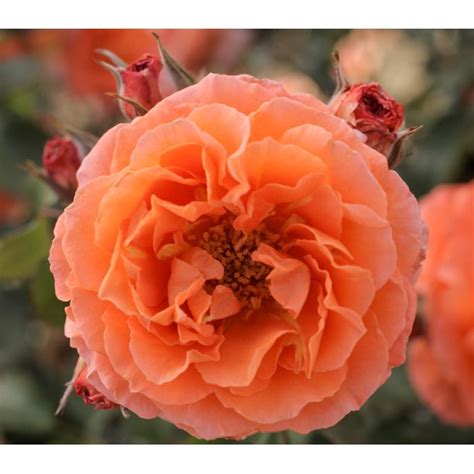 Adobe Sunrise Floribunda Rose Bush 4 Pot