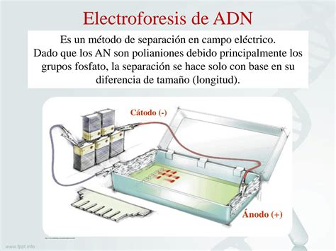 Solution Electroforesis De Cidos Nucleicos Studypool